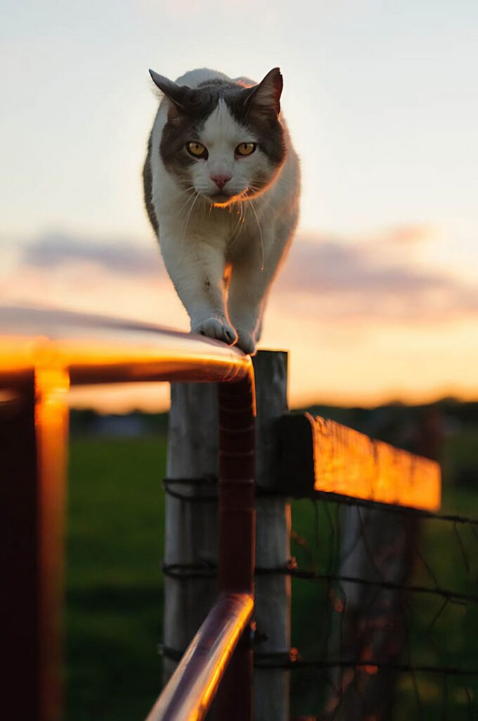 Cleveland farm cat