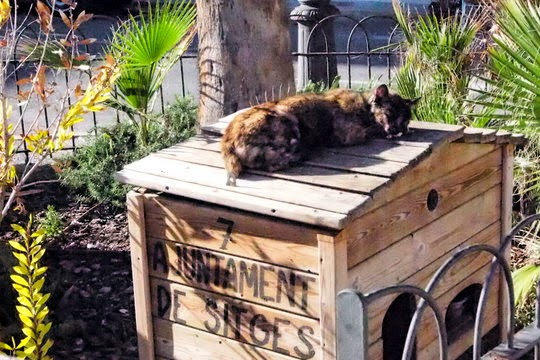 feral cats program spain