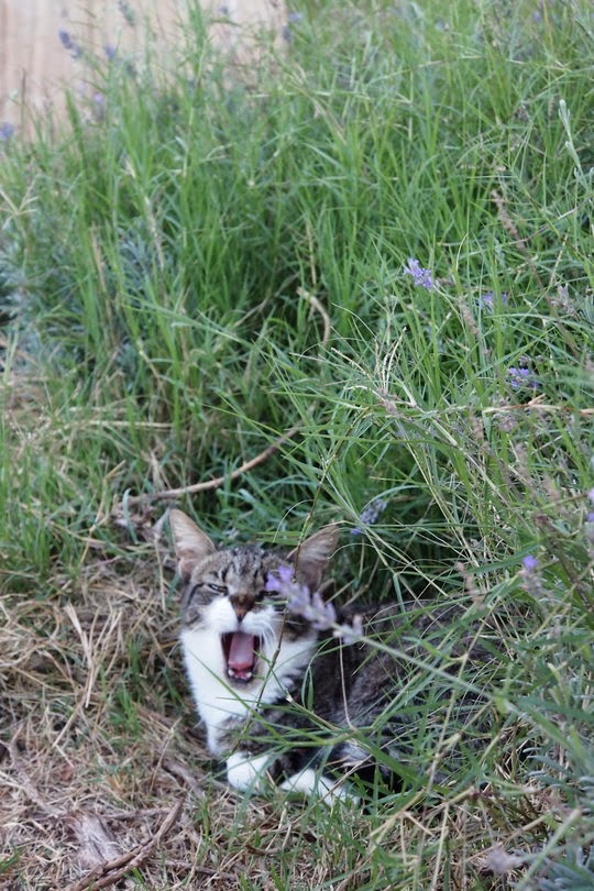 feral cats sitges spain
