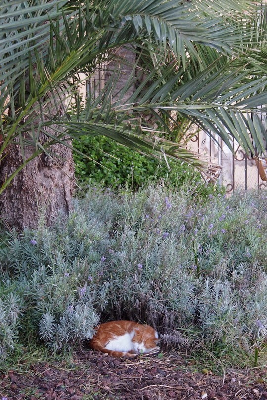 feral cats sitges