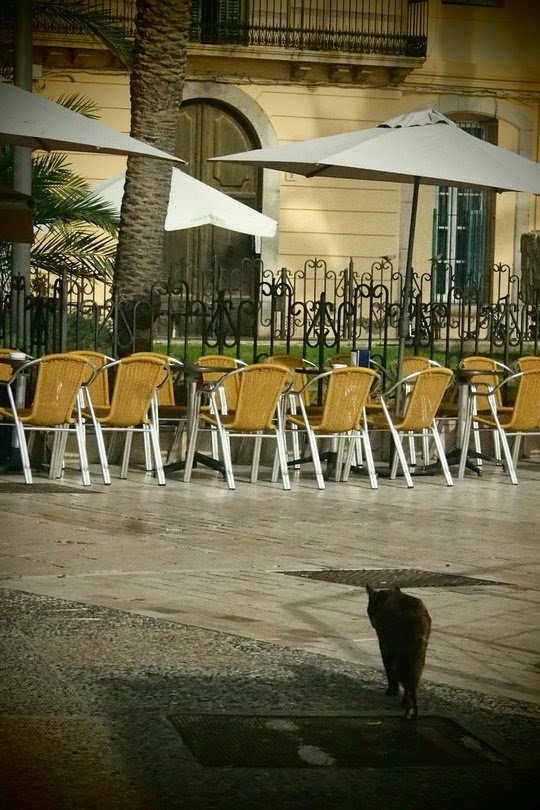 feral cats spain