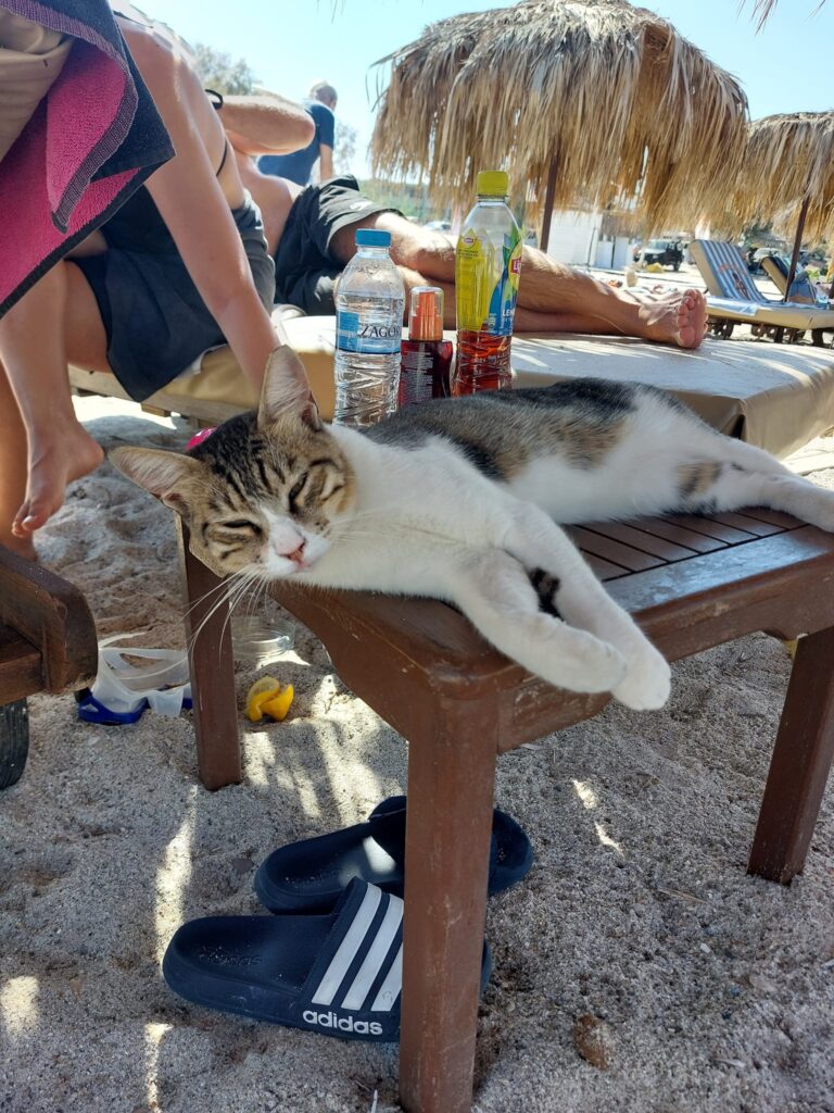 beach cat in Kos Greece