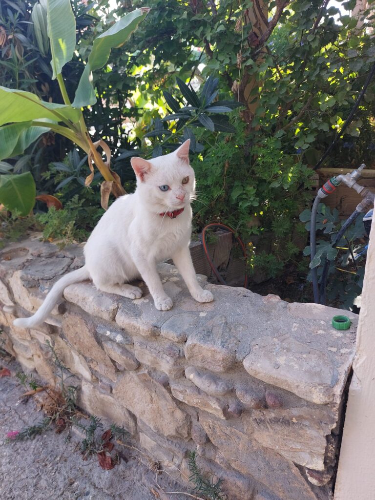 white cat in Kos Greece