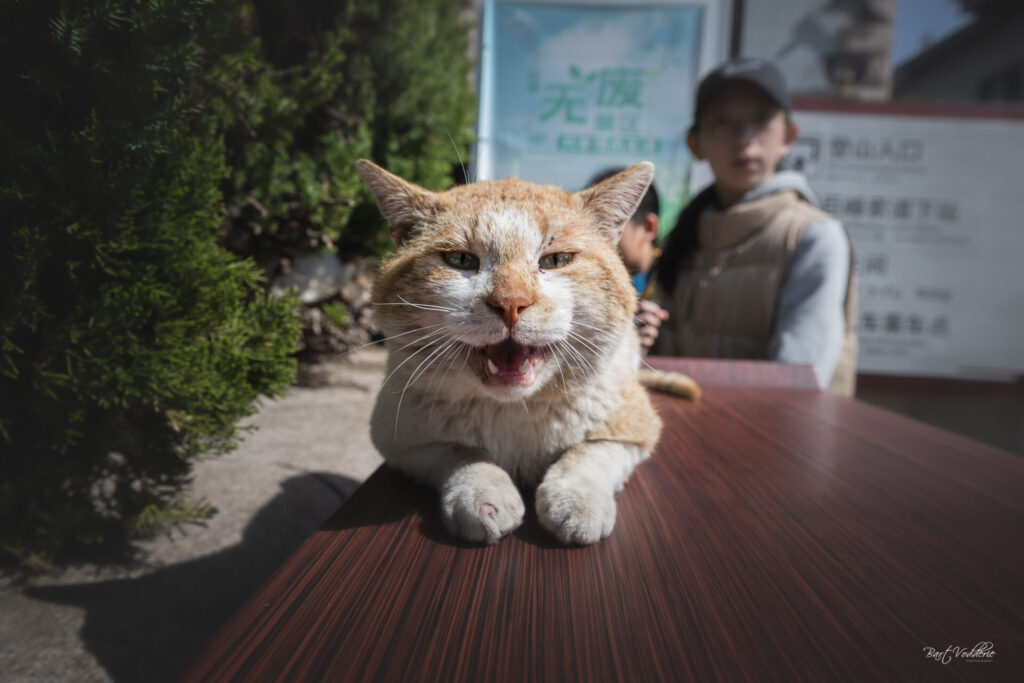 Laoshan mountain cat
