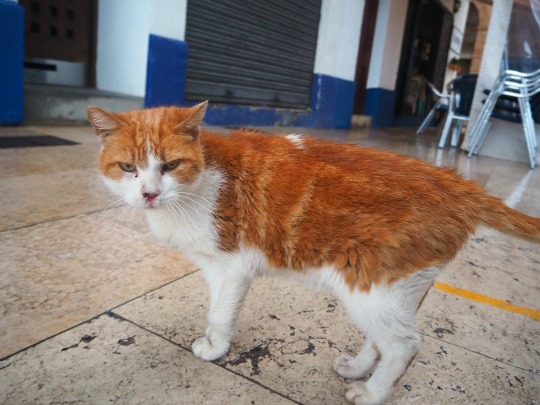 loveable orange cat