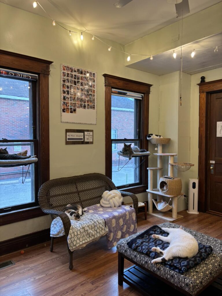 Lucky Cat Cafe in Louisville