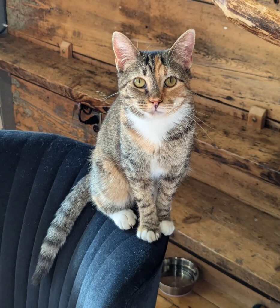 a cat of the New Hampshire cat cafe