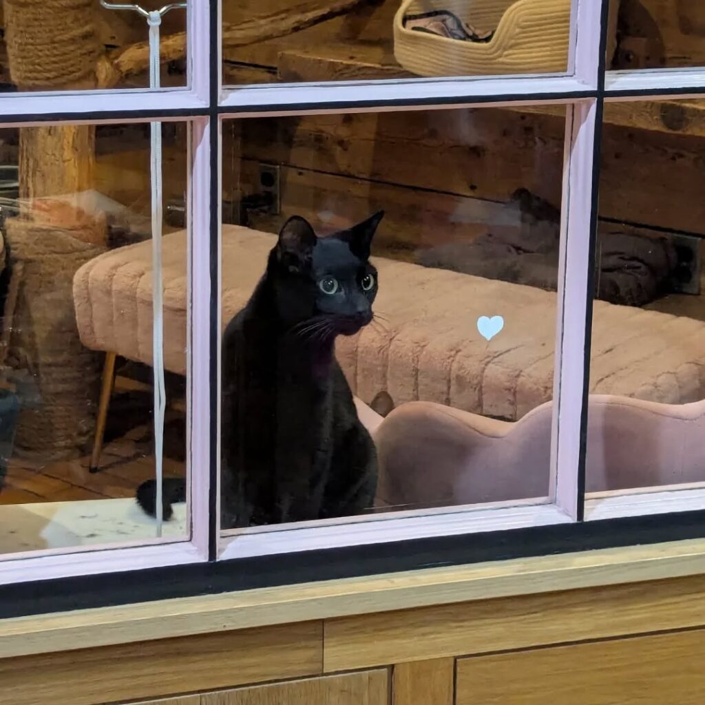 Newmarket cat cafe The Tipsy Tabby