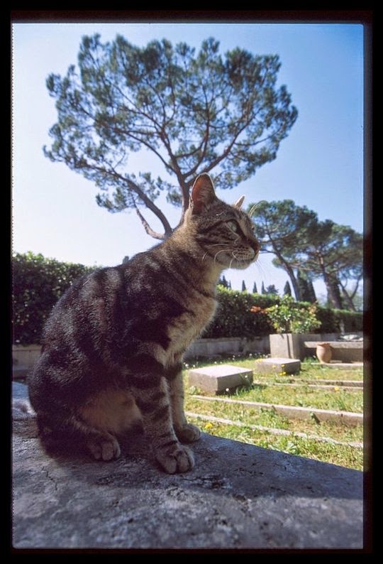 Rome Catholic Cemetery Campo Verano