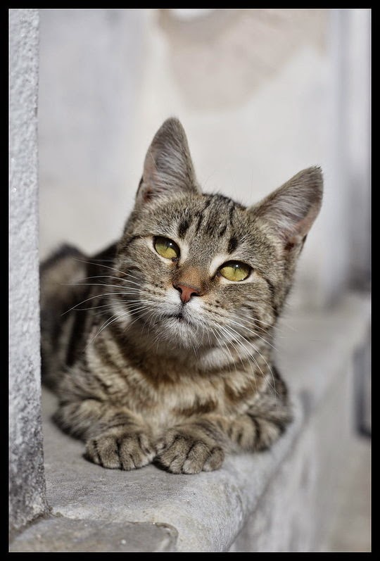 recoleta cats buenos aires