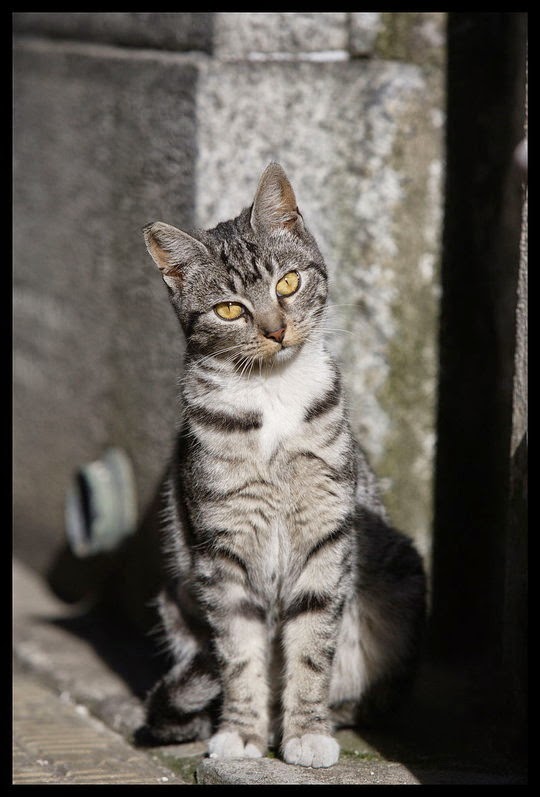 recoleta cats