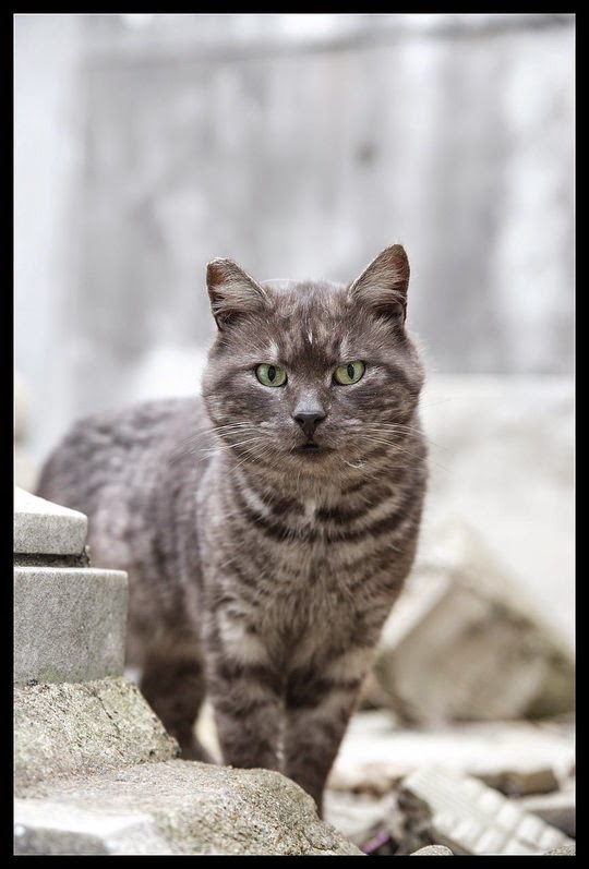 recoleta cemetery cats buenos aires