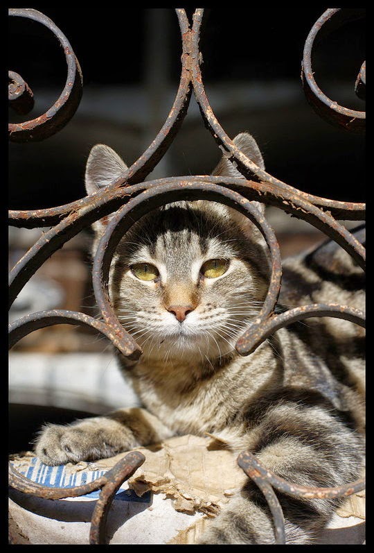 recoleta cemetery cats