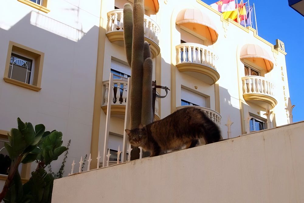 Cat in front of the San Sebastian Playa Hotel in Sitges
