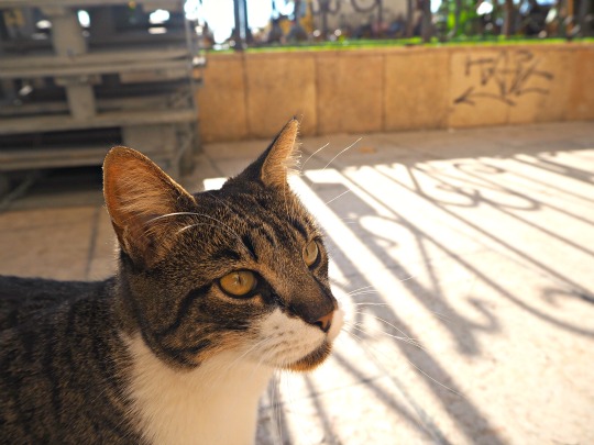 sitges cat