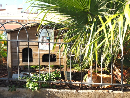 sitges strays