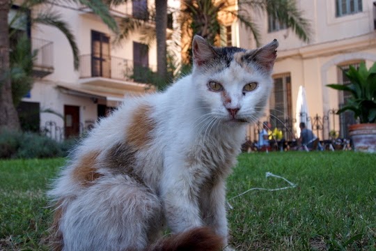 stray cats Sitges