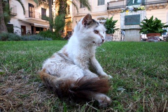 stray cats spain