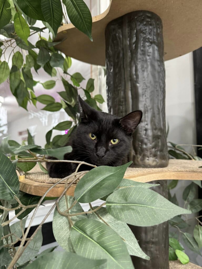 Tortitude Cat Cafe in Paducah