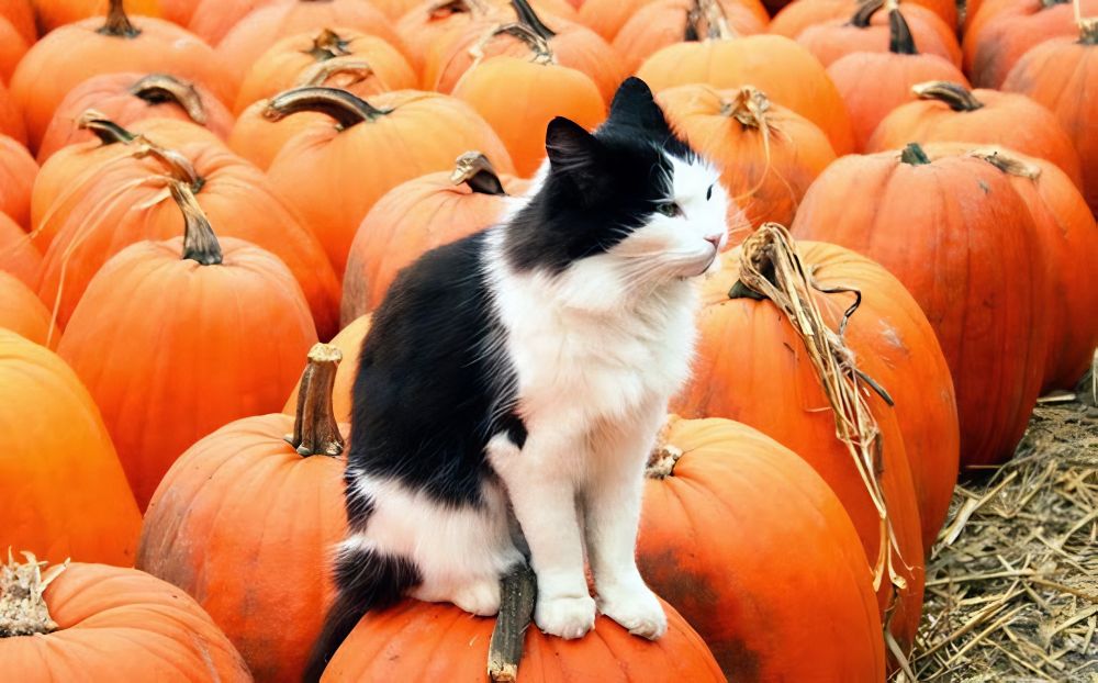 Warwick pumpkins