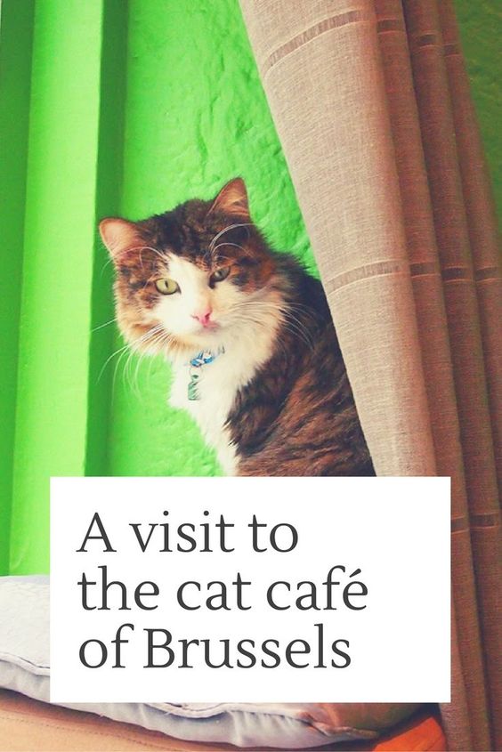 bar à chats Bruxelles