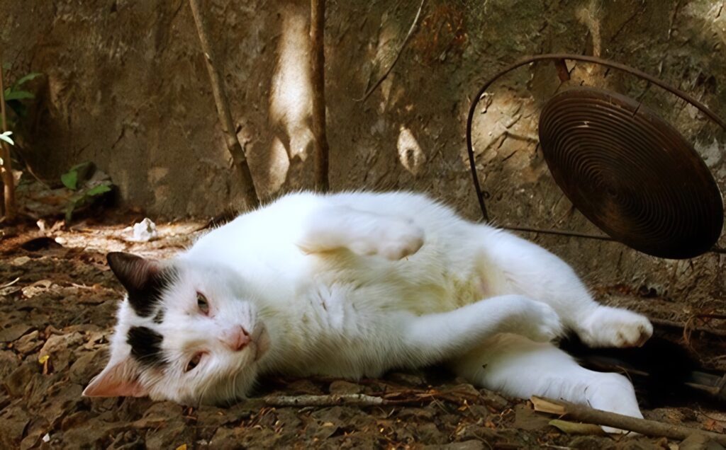 cat blog pictures