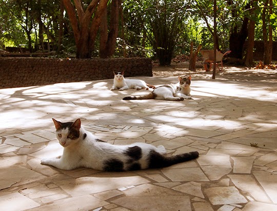 cat blog pictures