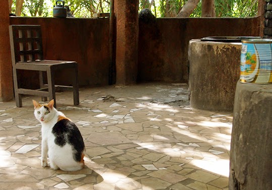 cat blog pictures