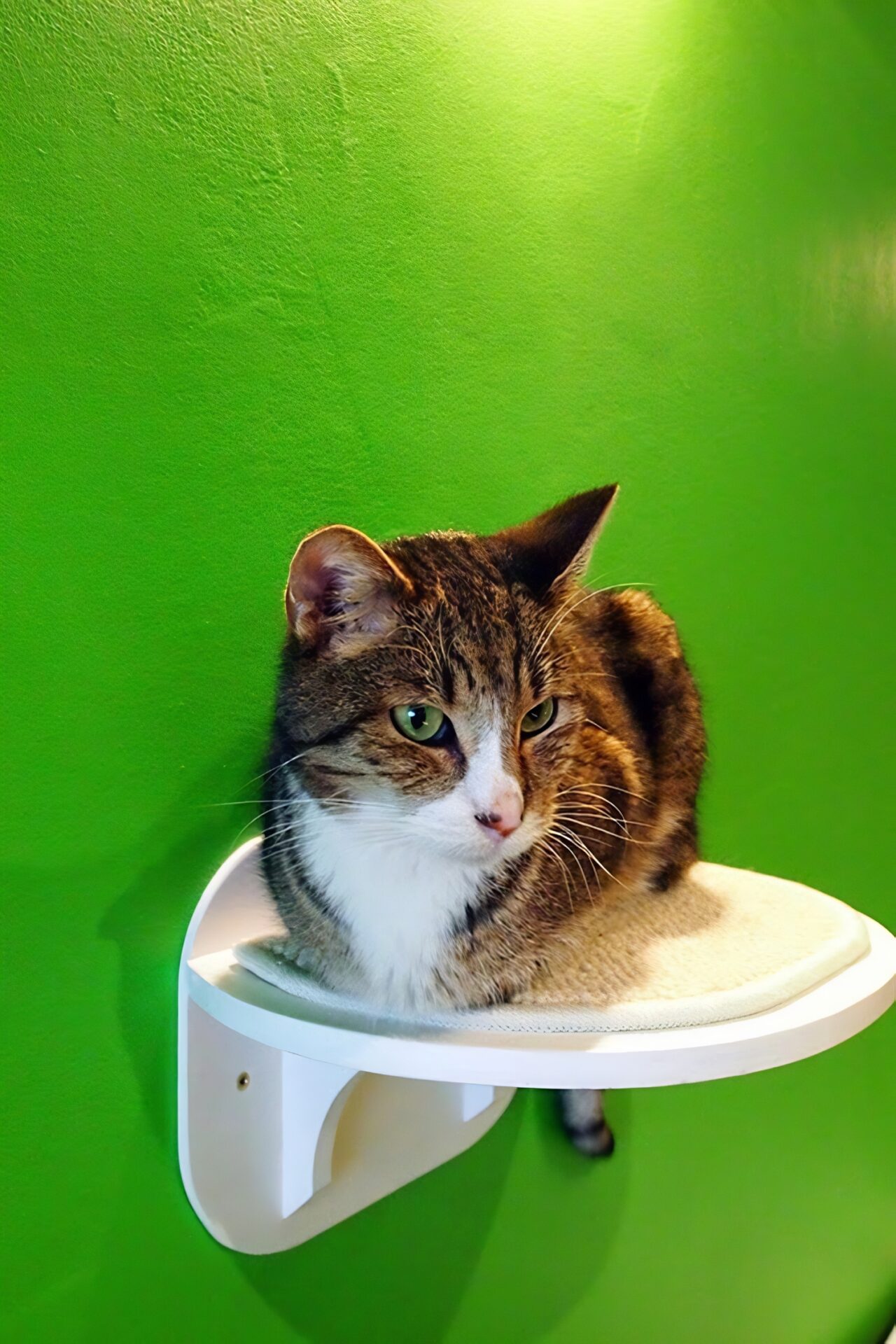 cat café Brussels
