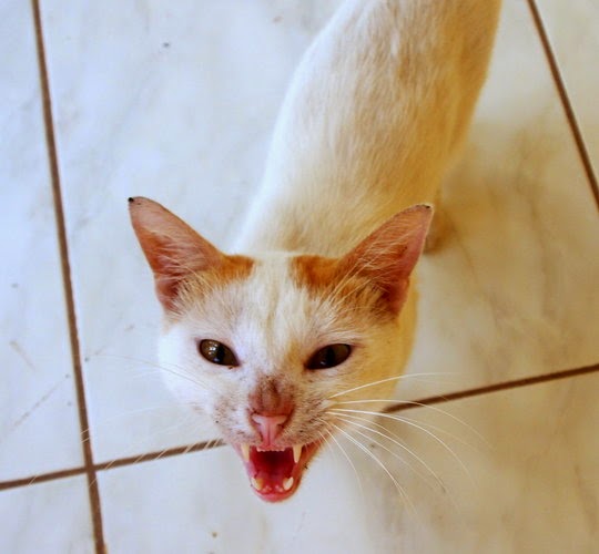 meowing cat picture