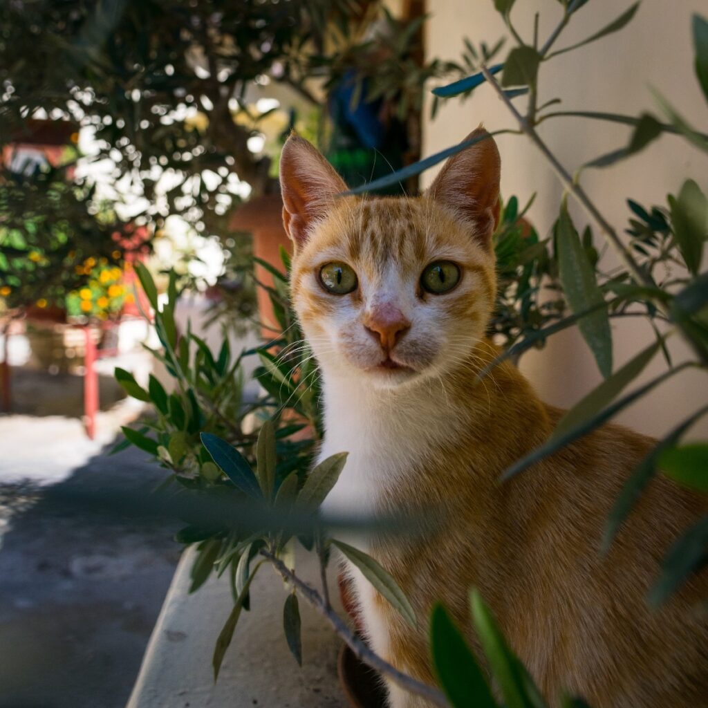 Mystras cat