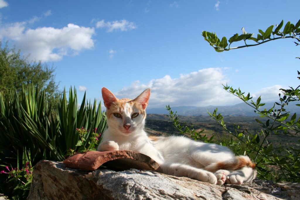 Mystras Greece cat