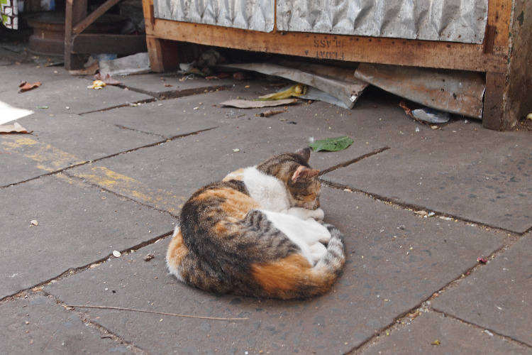 cat at the Royal Albert Market in Banjul