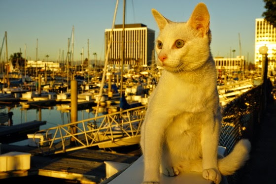 StovePipe the Traveling Cat in Marina del Rey