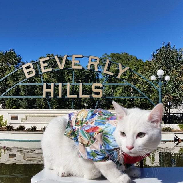 StovePipe the Traveling Cat in Beverly Hills