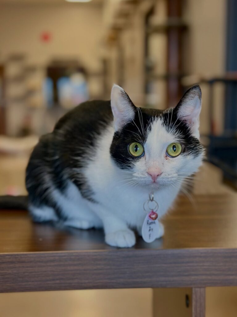 Black Forest Cat Cafe