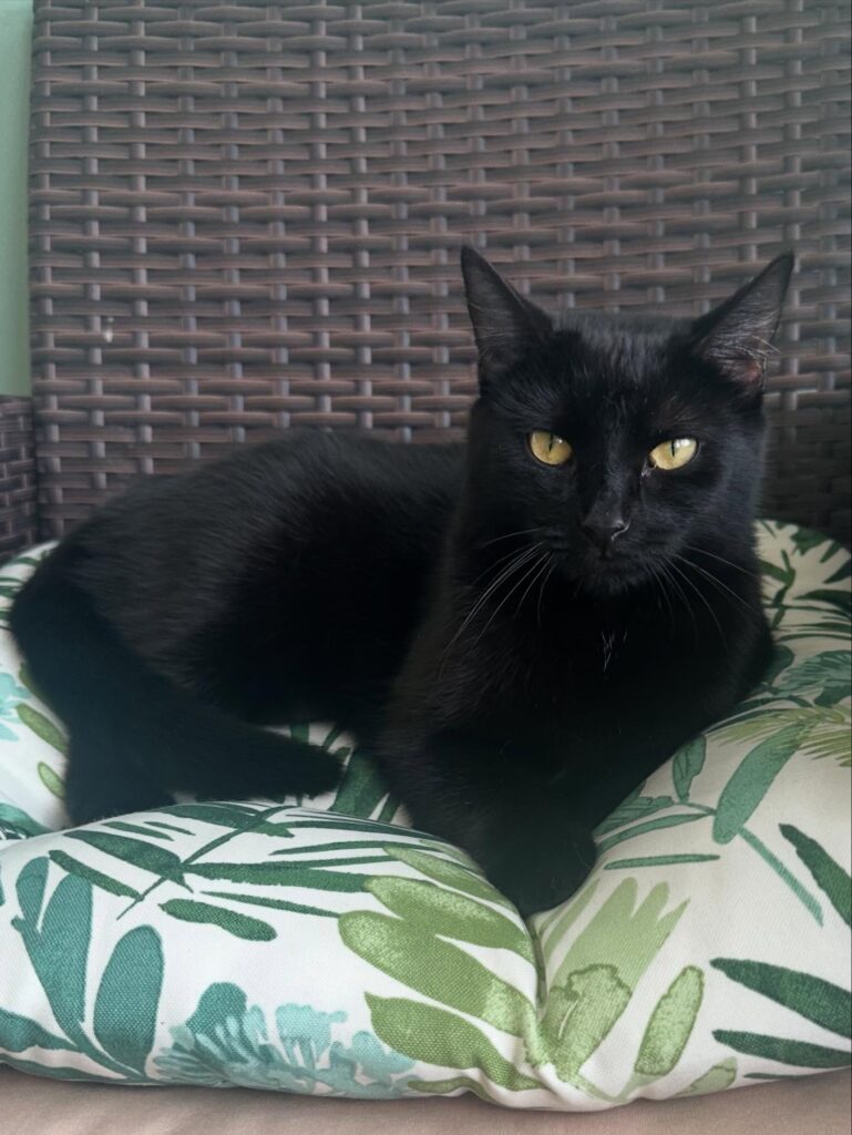 Btown Meow Cat Cafe Bloomington