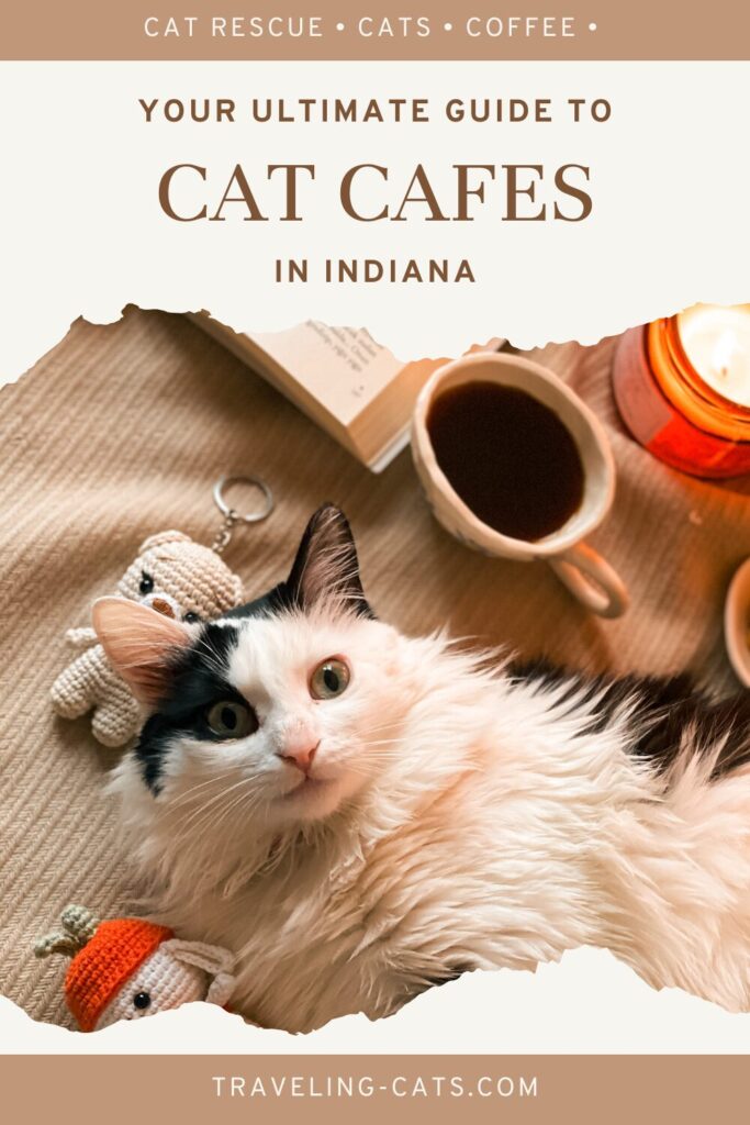 cat cafes in Indiana