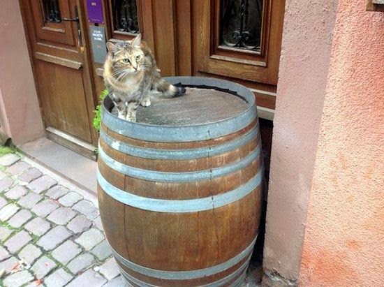 cat on barrel