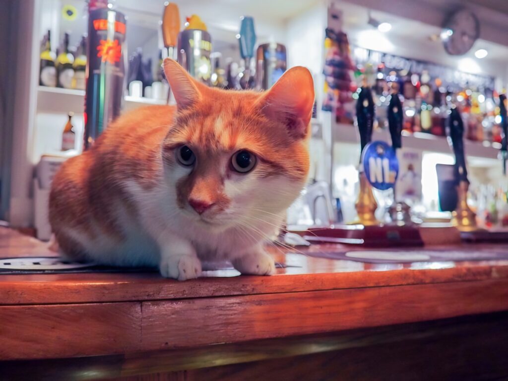 Charlotte Despard pub