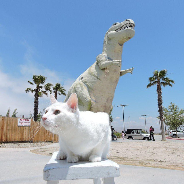 dinosaur and cat