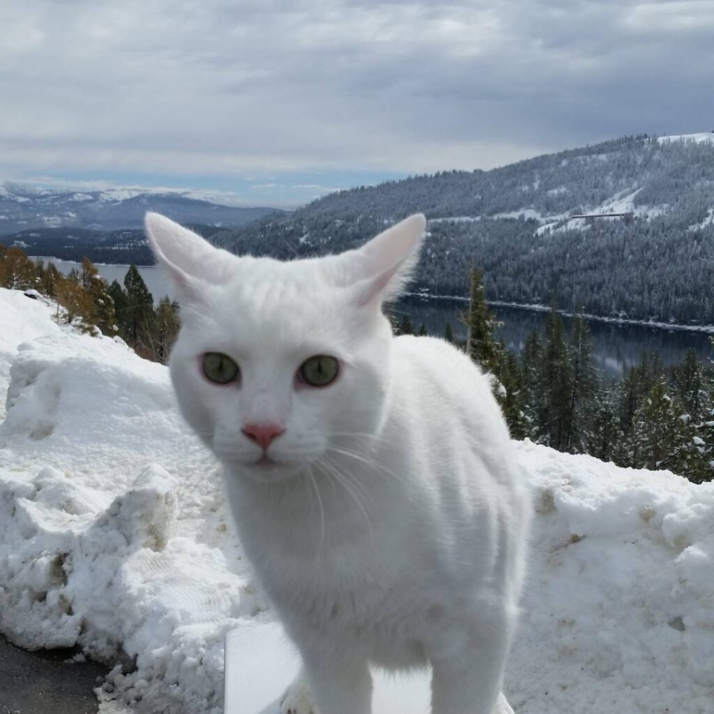 StovePipe the Traveling Cat near Donner Lake