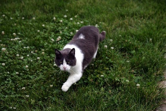 famous cats Indianapolis