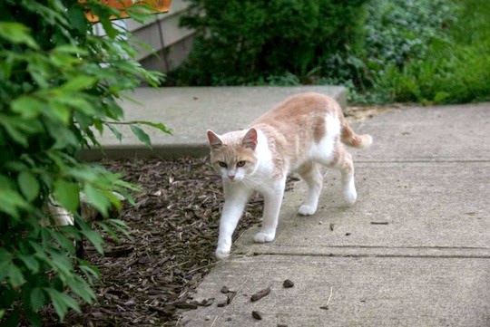 famous cats USA