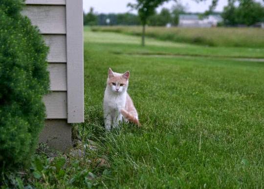 famous cats