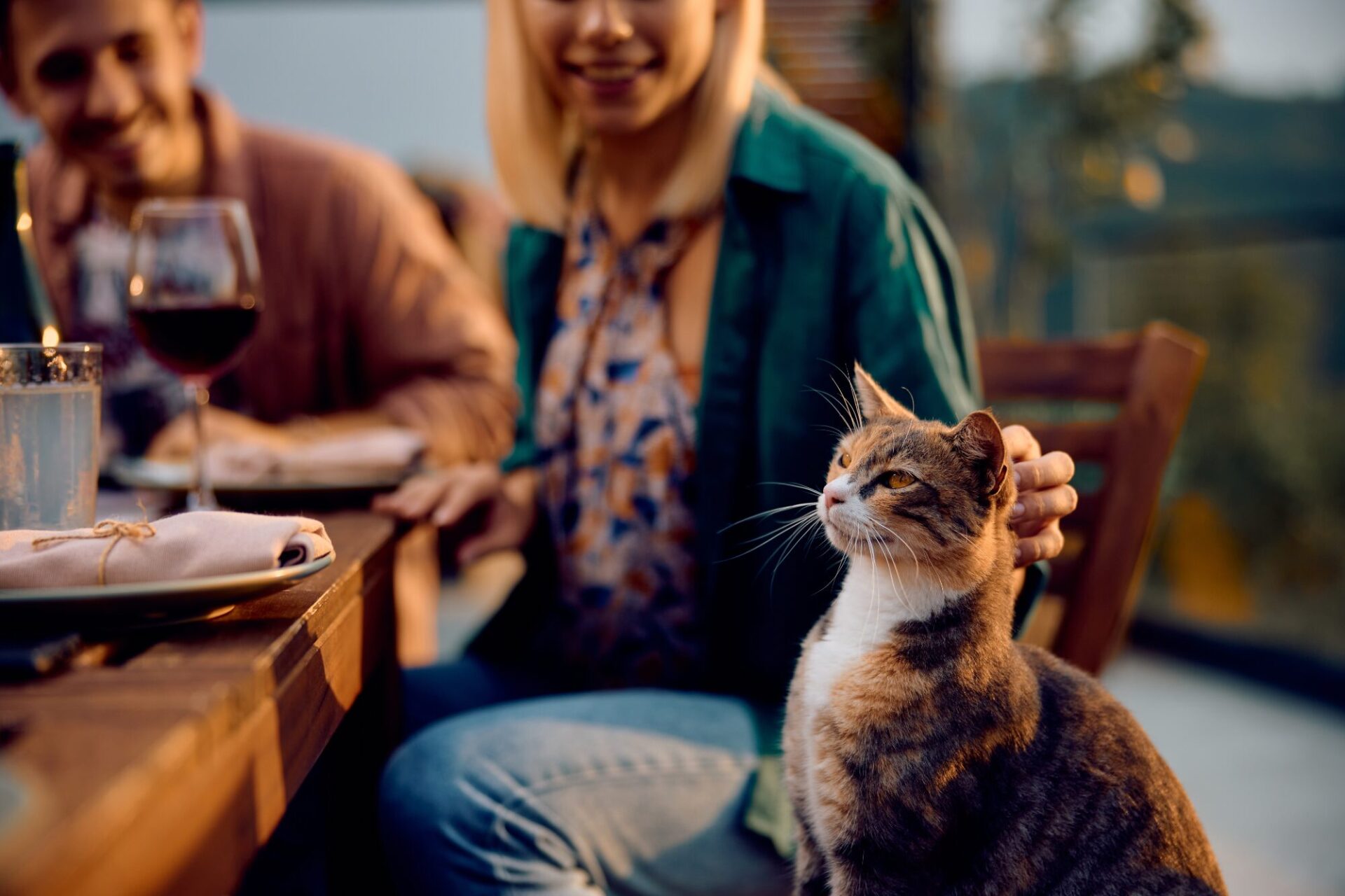 Indiana cat cafe