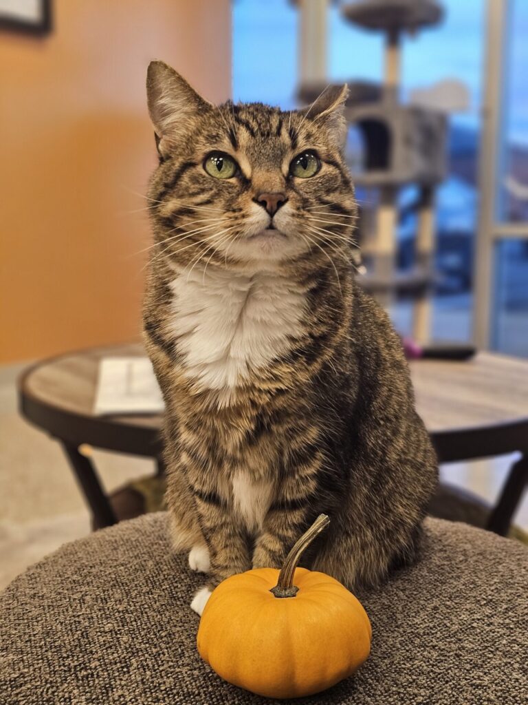 Indiana Cat Cafes