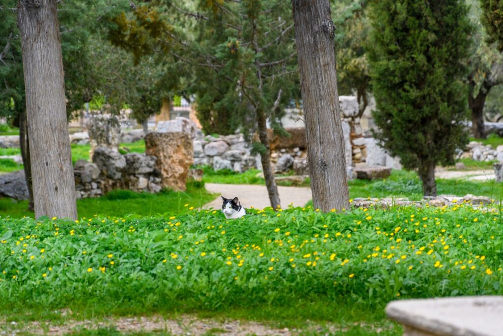 Kerameikos Cemetery cats