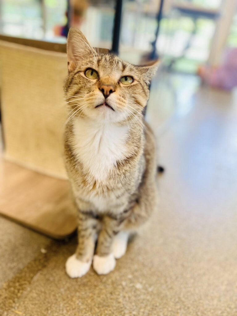 Kokomo Humane Society