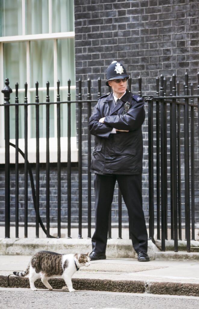 Larry the cat from 10 Downing Street in London